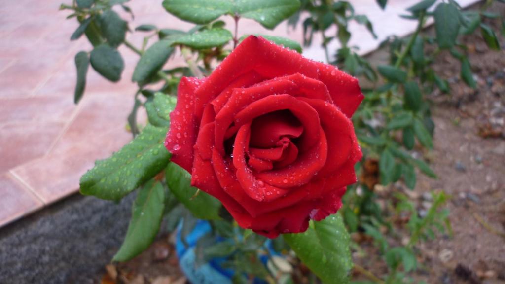 una rosa rossa con gocce d'acqua sopra di Portu Frailis a Tortolì