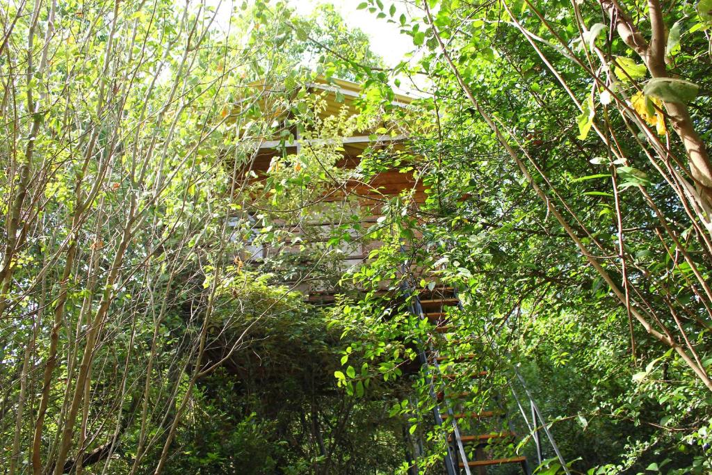 Zahrada ubytování The Thick Forest