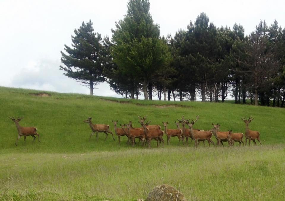 una manada de ciervos caminando en un campo en Albergo Ristorante Poli en Madonna di Fornelli