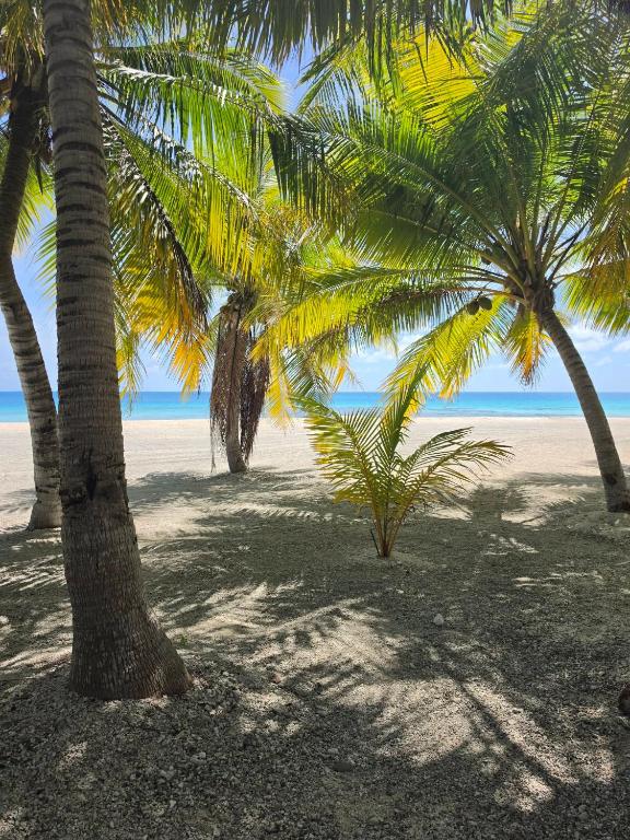 Itaeta'e Tikehau - photo 7 - Tikehau, Polynésie