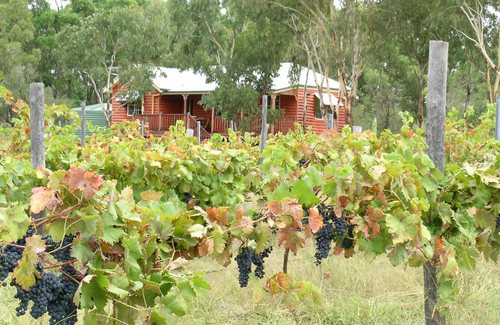 a bunch of red grapes growing in front of a house at Fergies Hill Spa Cottage @ Granite Ridge Wines in Ballandean