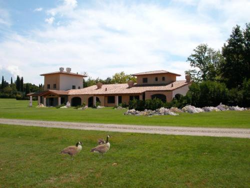 trois oies debout dans l'herbe devant une maison dans l'établissement Relais de Charme le Videlle, à Raffa