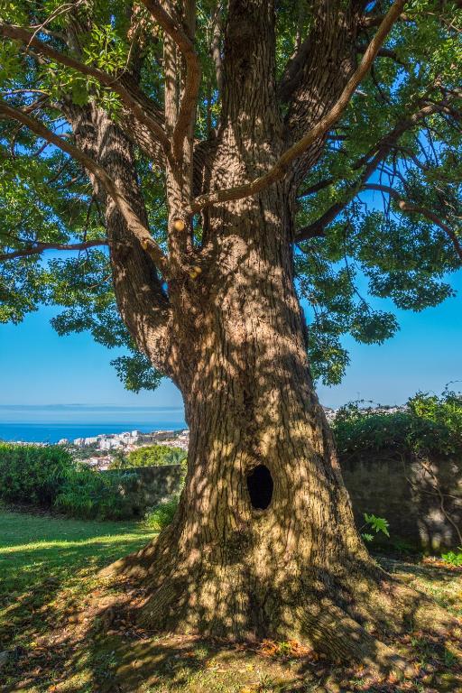 Quinta das Malvas - Quinta de Santa Luzia - 4