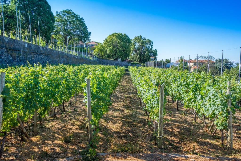 Quinta das Malvas - Quinta de Santa Luzia - 8