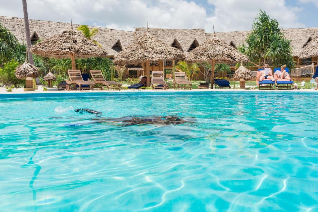 a sea turtle in the water at a resort at Zanzibar Queen Hotel in Matemwe