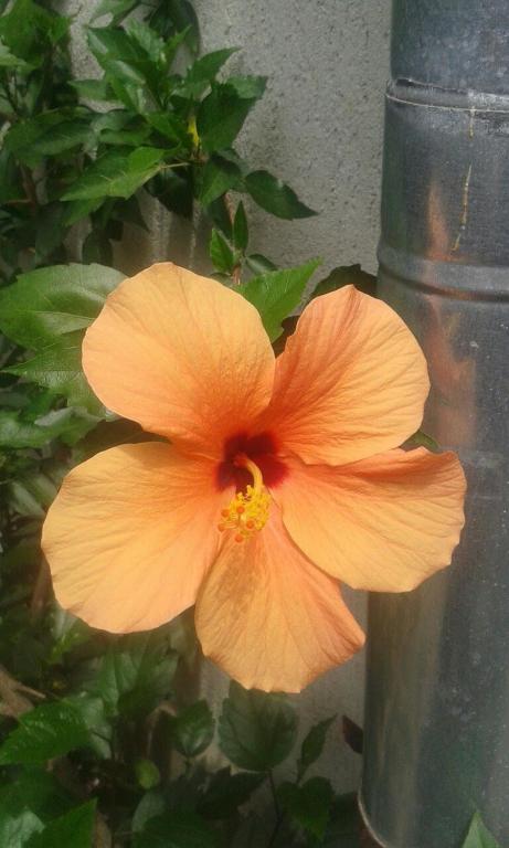 a close up of a yellow flower next to a pole at Prestige in Sinemorets