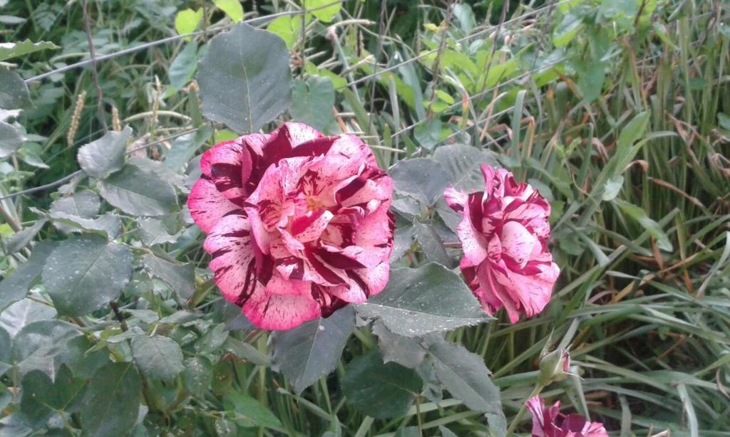 two pink flowers are growing in the grass at Prestige in Sinemorets