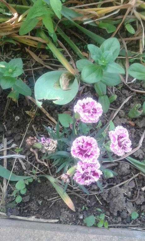 a frog sitting on top of pink flowers on the ground at Prestige in Sinemorets