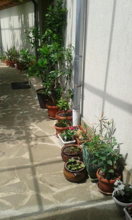 a row of potted plants on the side of a building at Prestige in Sinemorets
