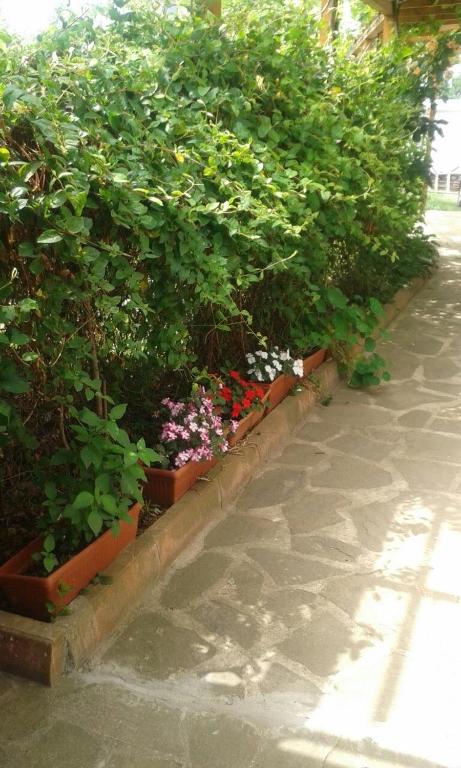 a row of plants and flowers in pots on a sidewalk at Prestige in Sinemorets