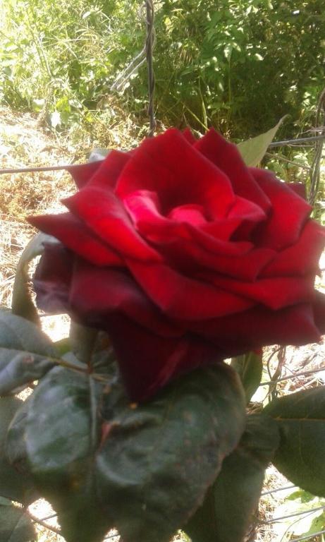 a red rose sitting on top of a plant at Prestige in Sinemorets