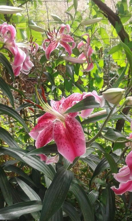 a group of pink flowers on a plant at Prestige in Sinemorets