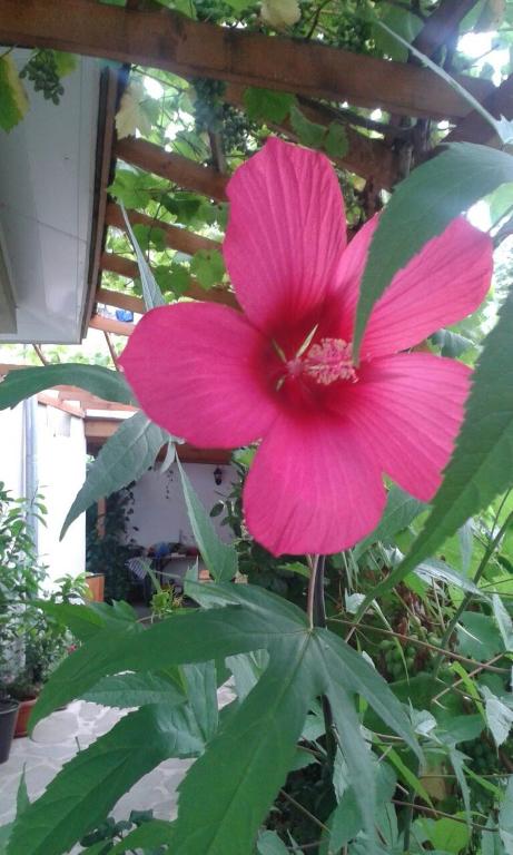a pink flower sitting on top of a plant at Prestige in Sinemorets