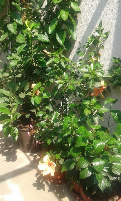 a couple of potted plants sitting next to a wall at Prestige in Sinemorets