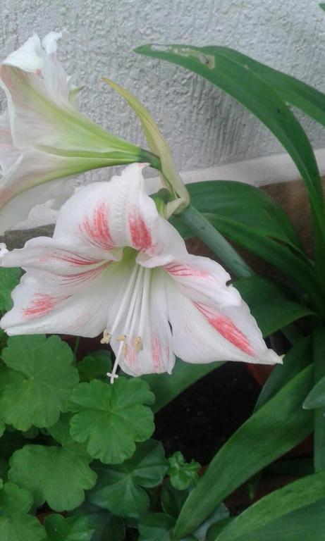 a white and red flower in a plant at Prestige in Sinemorets