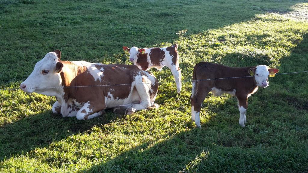 três vacas estão num campo de relva em Biohof Gölly em Neumarkt in Steiermark
