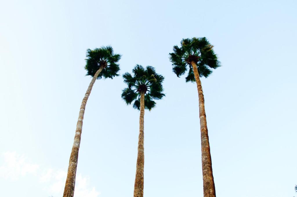 Fotografie z fotogalerie ubytování Delos Reyes Palm Springs v destinaci Palm Springs