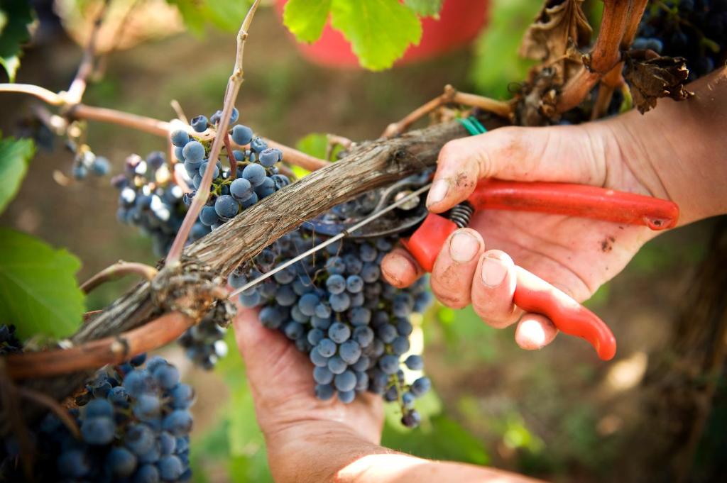 Zdjęcie z galerii obiektu Fattoria Casabianca w mieście Bucine