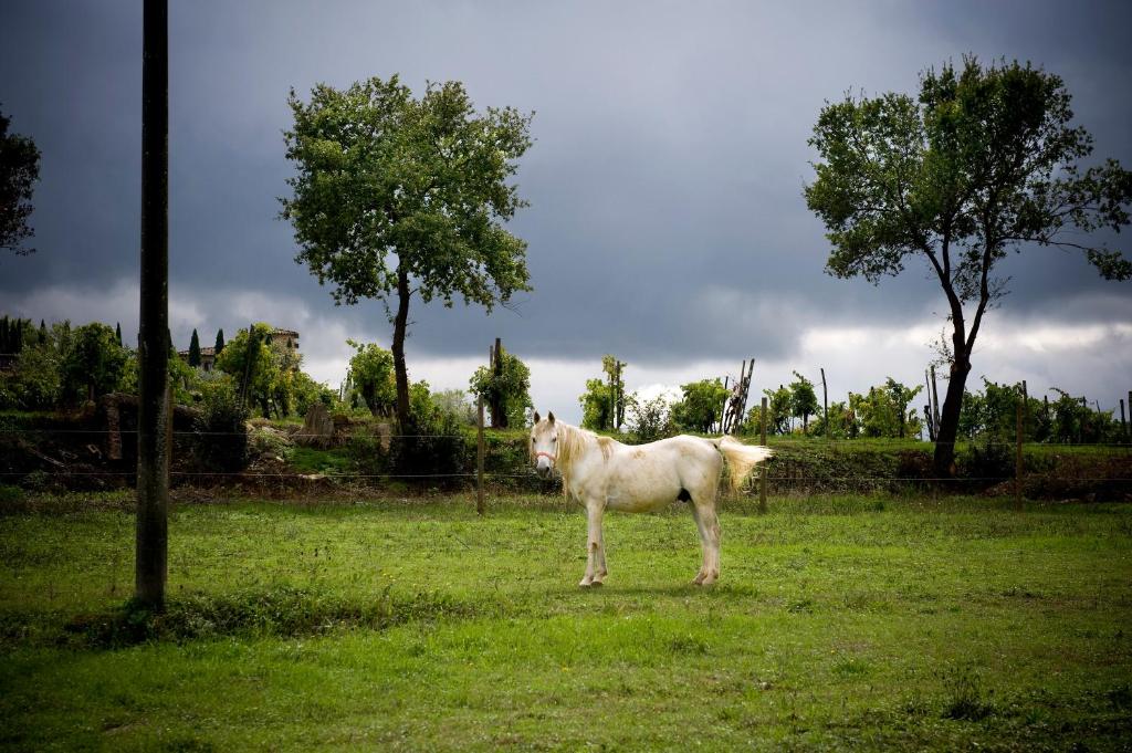 Zwierzęta w gospodarstwie agroturystycznym lub w pobliżu