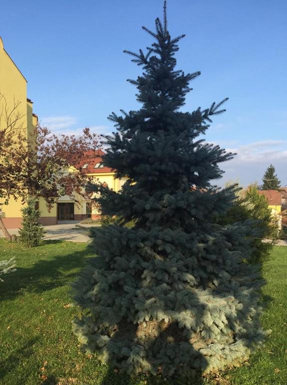 Ogród w obiekcie MAMRE Szálló