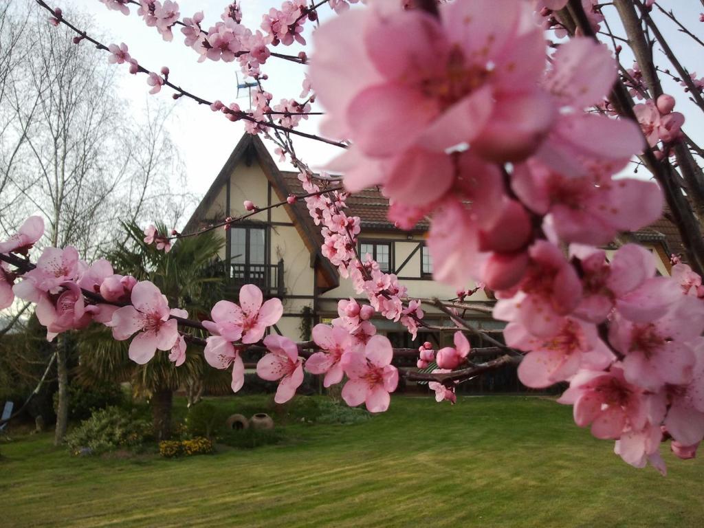una casa con flores de pinkakura delante de ella en Los Arces, en Elosu