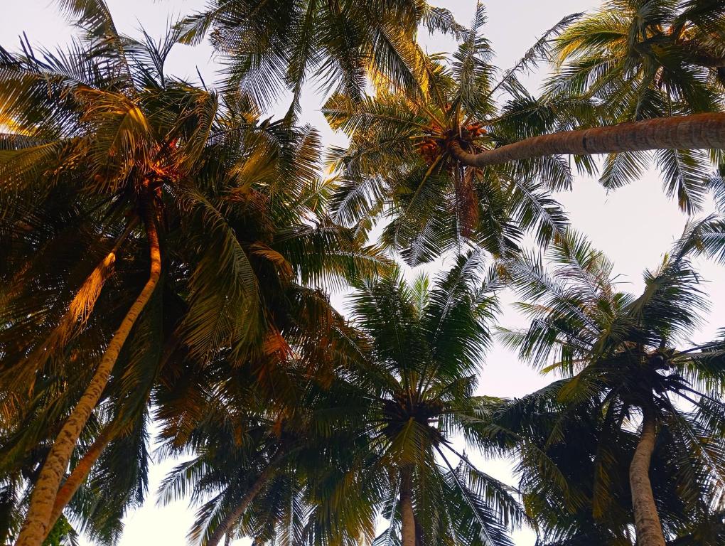 Silver Bay Kamadhoo - View 14