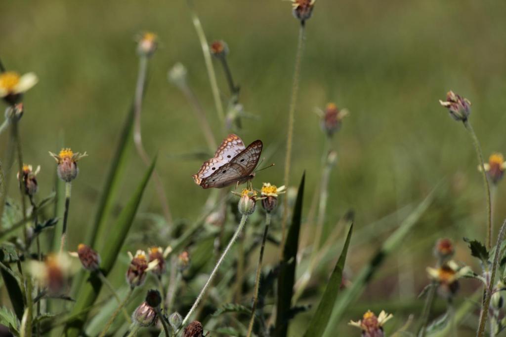  Hospedagem Fazenda Nova América