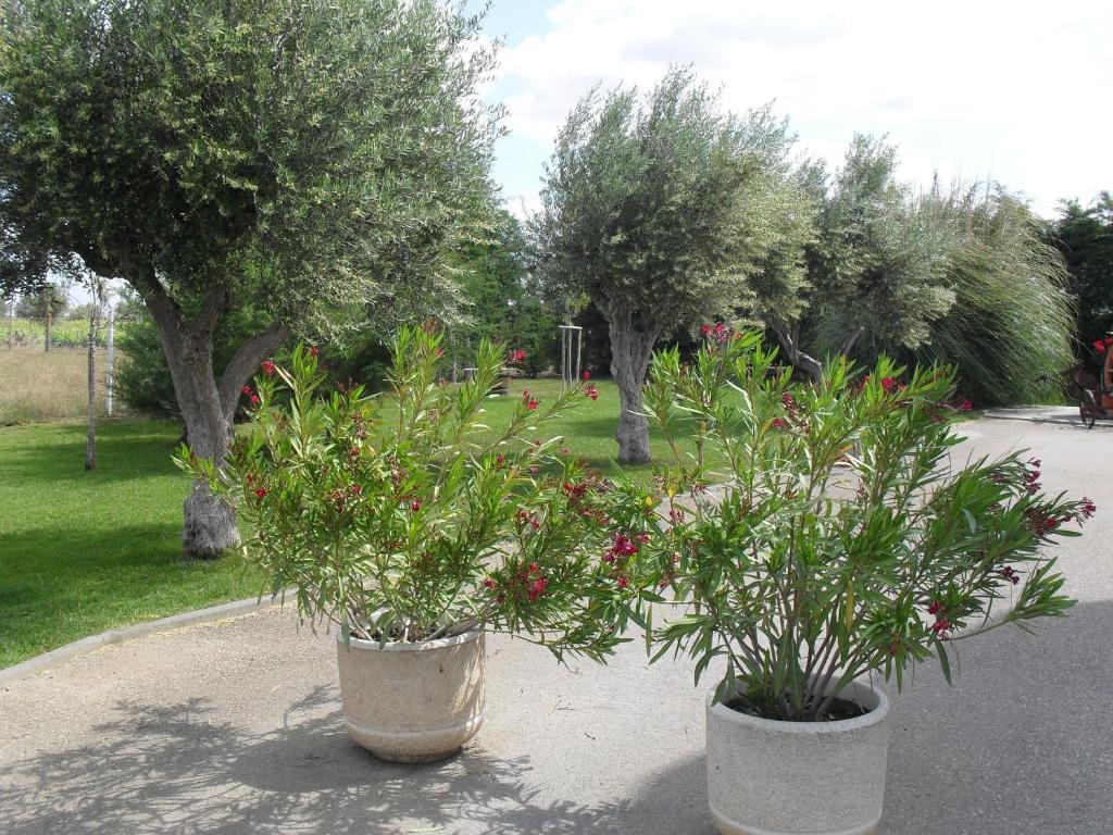 Zahrada ubytování Terras de Monsaraz