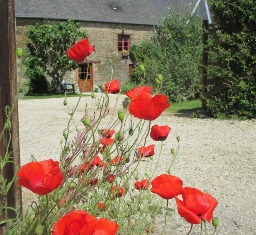 a bunch of red poppies in front of a building at Le Petit Manoir - Jean Gédouin in Servon
