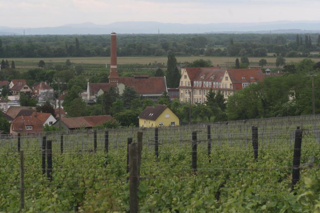 Gite duplex du vignoble Alsace – photo 41
