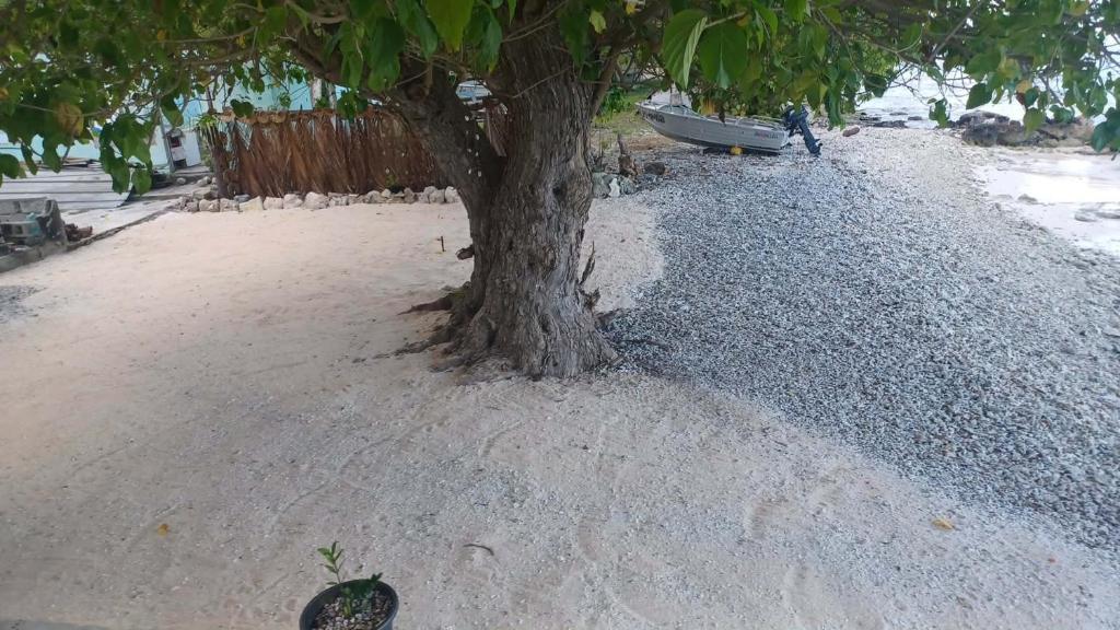 Chez Mihiau Camping Tiputa-Rangiroa - photo 5 - Rangiroa, Polynésie