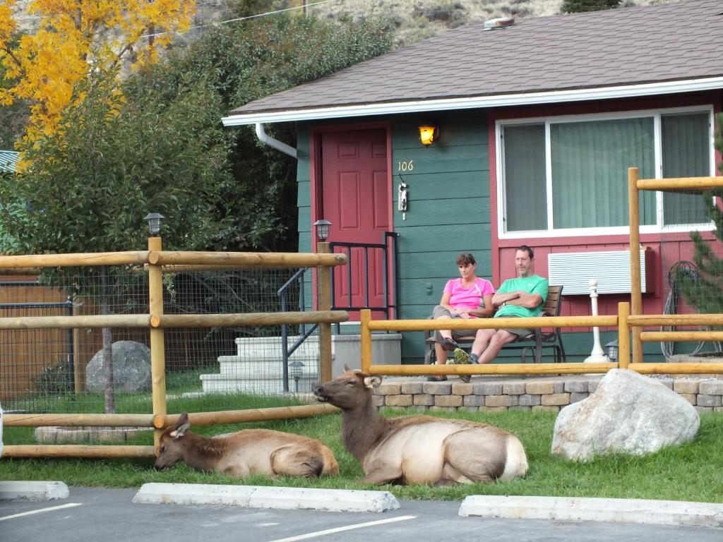 two deer laying on the grass in front of a house at Yellowstone Gateway Inn in Gardiner