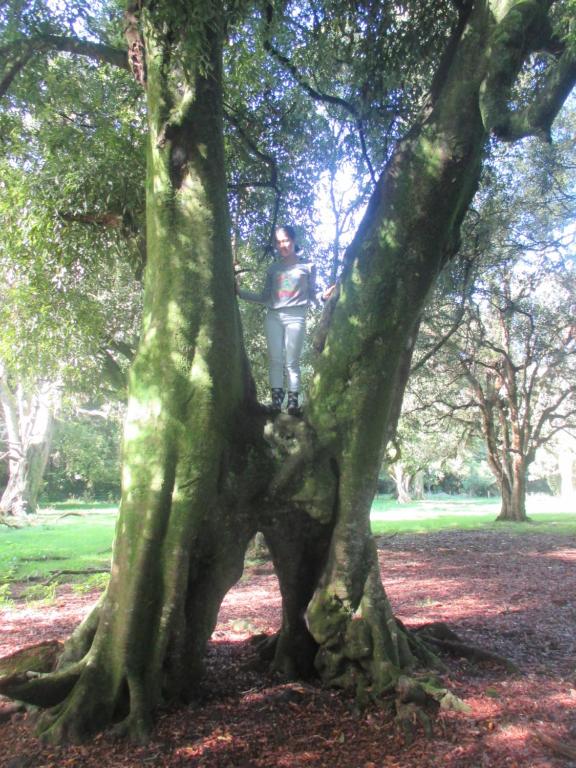 Zahrada ubytování Kauri Lodge Karapiro