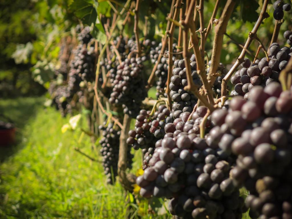 Zdjęcie z galerii obiektu Il Molinaccio di Montepulciano w mieście Montepulciano