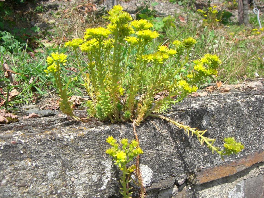 una planta con flores amarillas en una roca en Hüttenflair-Mosel Ferienwohnung, en Enkirch