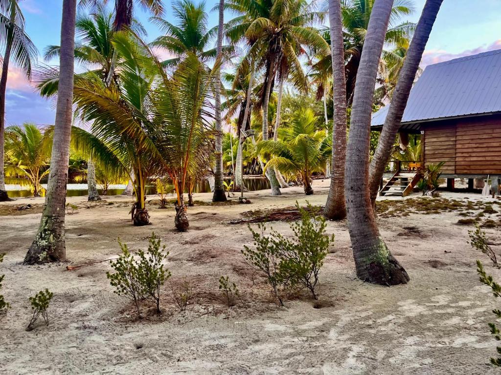 Aotera Guest House II - photo 11 - Rangiroa, Polynésie
