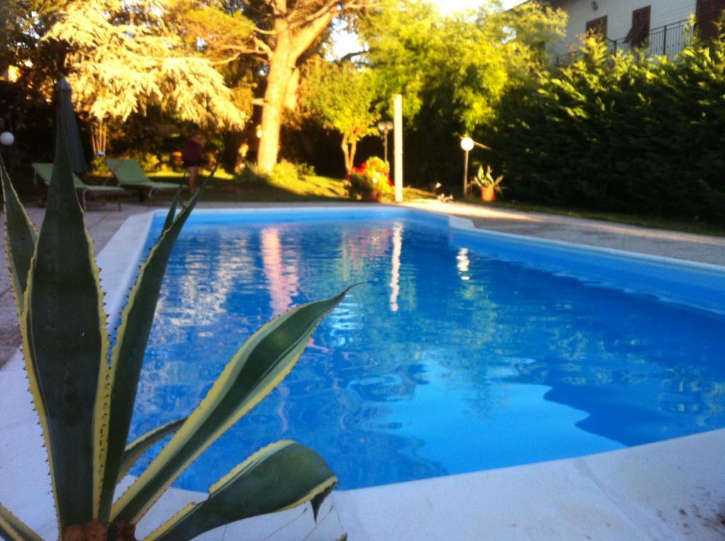 een blauw zwembad met een plant ernaast bij Casa Coiri in Cairo Montenotte
