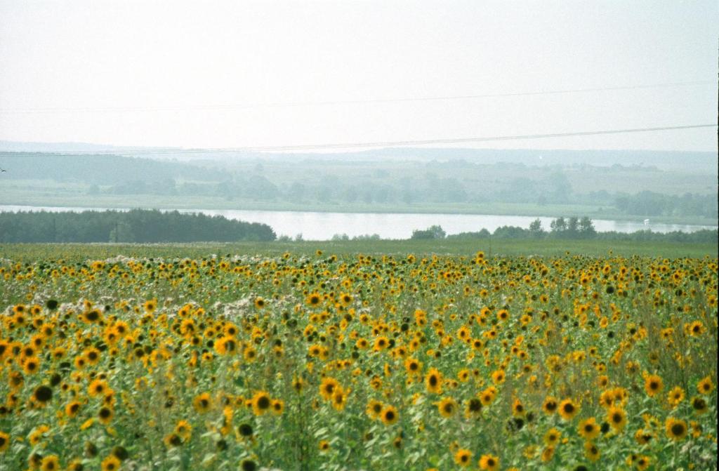 ein Feld von Sonnenblumen mit einem See im Hintergrund in der Unterkunft Ferienwohnung Rust in Warnitz