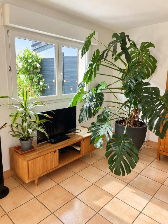 Maison calme avec jardin & parking à 10 min du centre de Kaysersberg – photo 16