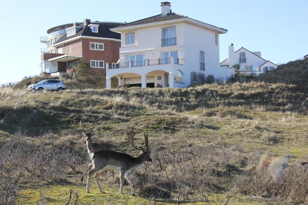 zwei Hirsche stehen auf einem Hügel vor einem Haus in der Unterkunft Dune Apartment in Zandvoort