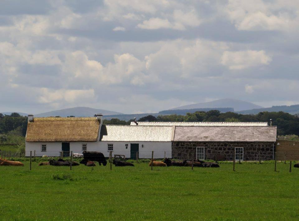 a barn with a group of cows in a field at Ballymultimber Cottages in Limavady