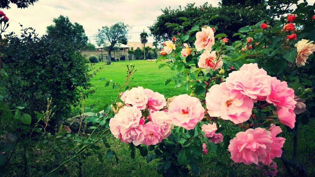 Zahrada ubytování Elegance B&B