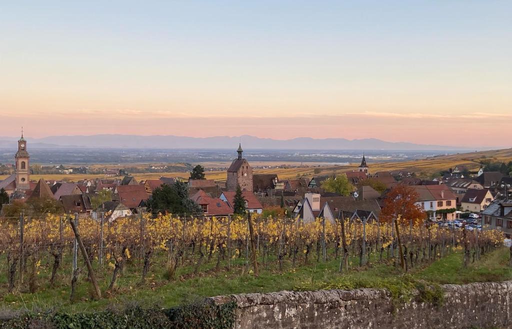 Vue sur vignes – photo 17