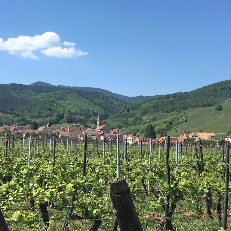 Vue sur vignes – photo 18