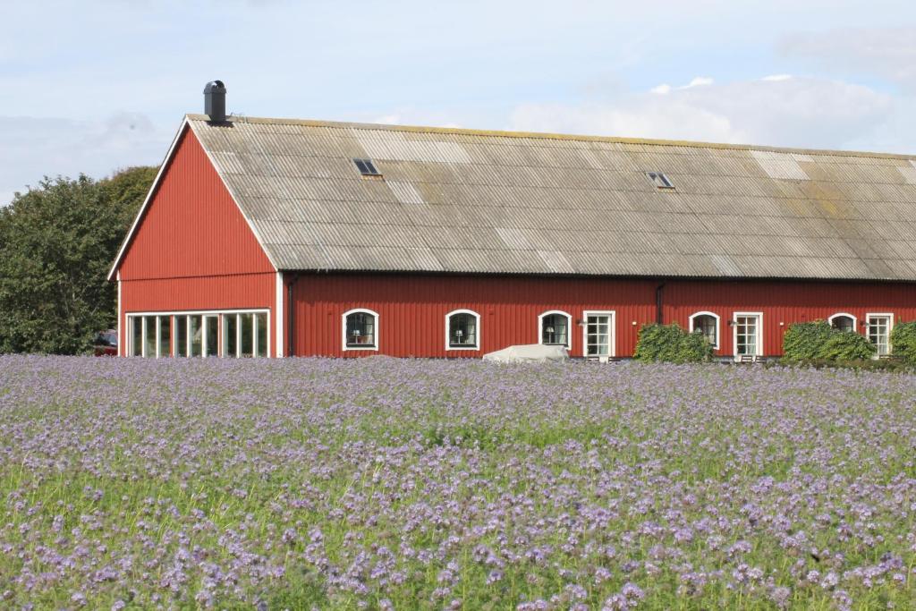 un fienile rosso con un campo di fiori viola di Ramsjögård Hotell a Rammsjö