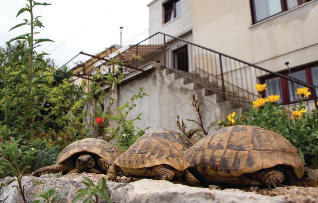 Apartment Ivan Mili - 17