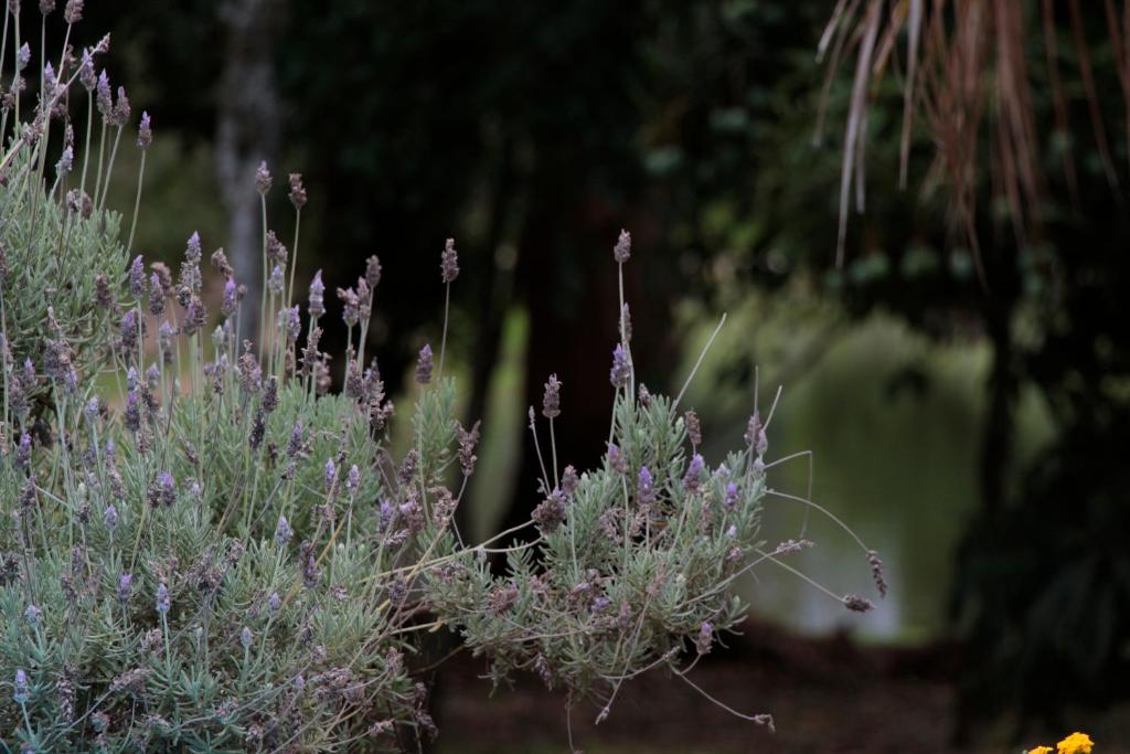  Hospedagem Fazenda Nova América