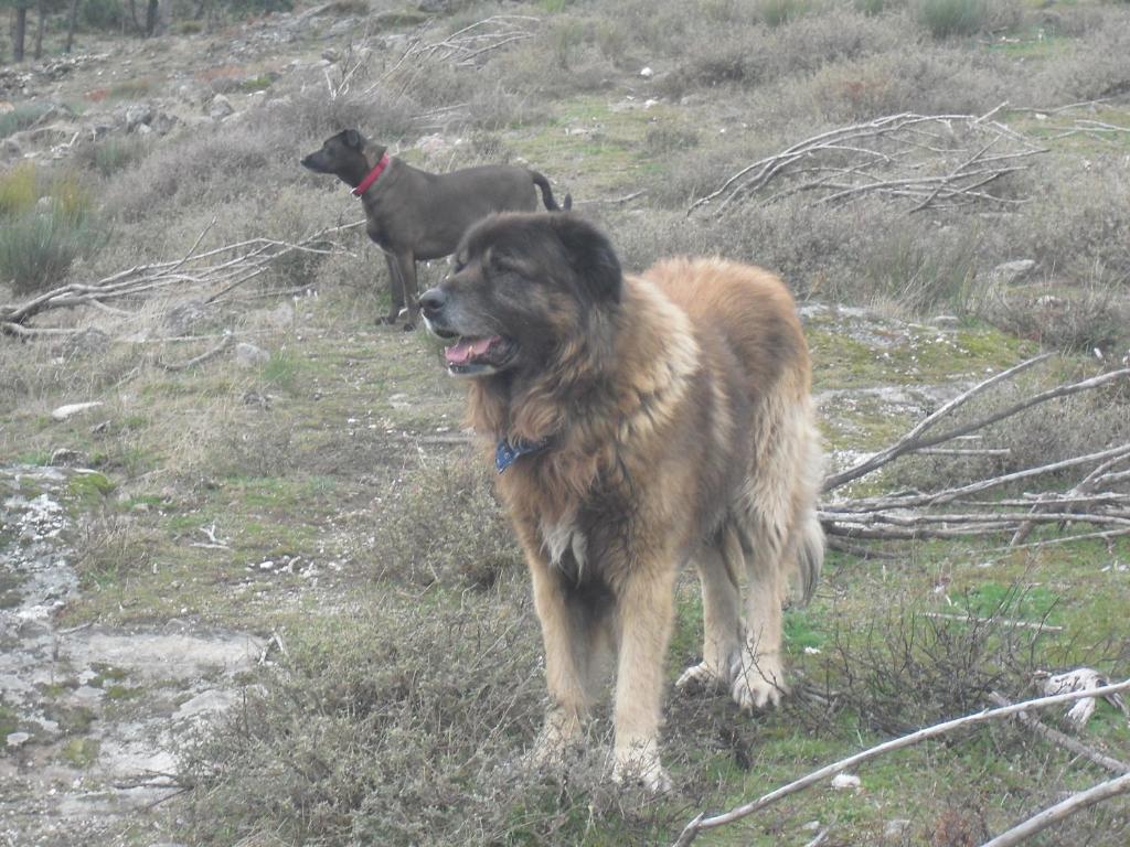 O animal ou animais de estimao com os hspedes em Terra Mista Alojamento Local