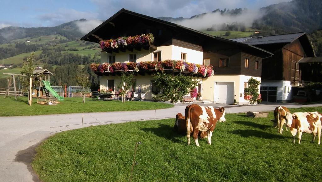dos vacas pastando en la hierba frente a una casa en Rieserhof/Fam. Meißnitzer, en Taxenbach