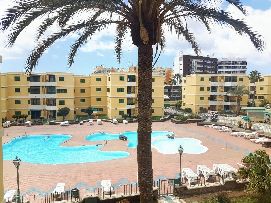 a view of a swimming pool with a palm tree at Huella Canaria in Playa del Ingles